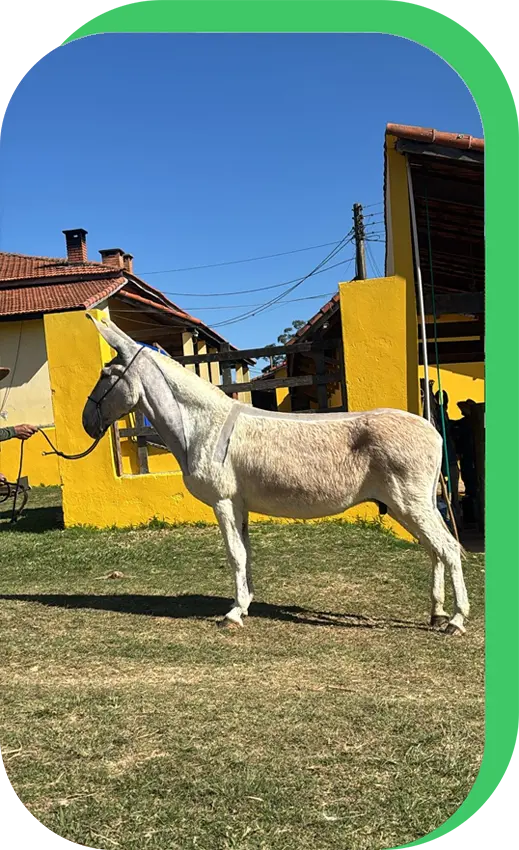 Foto Amestista da ja