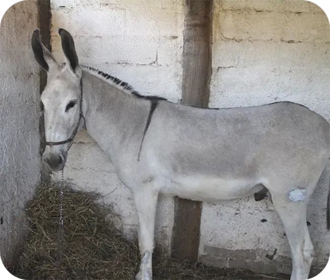 jumento da raça pêga