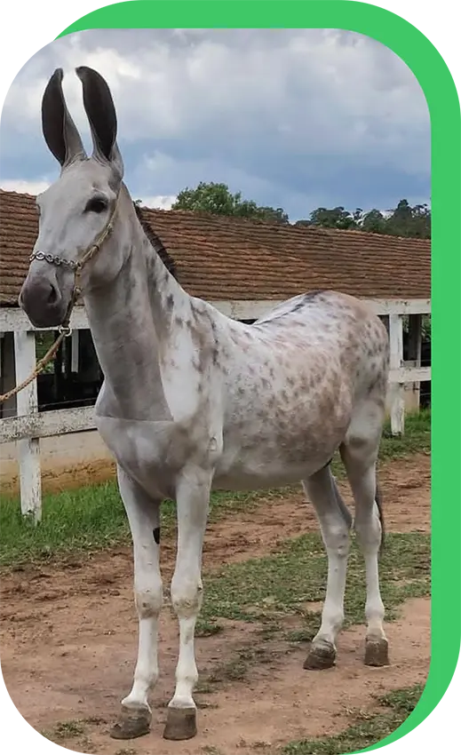 documento Genealogia do Imperador